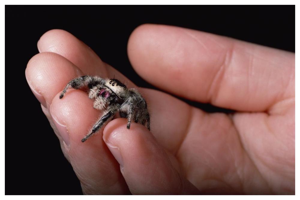 Jumping Spider held in human hand, Florida-Paper Art-62"x42"