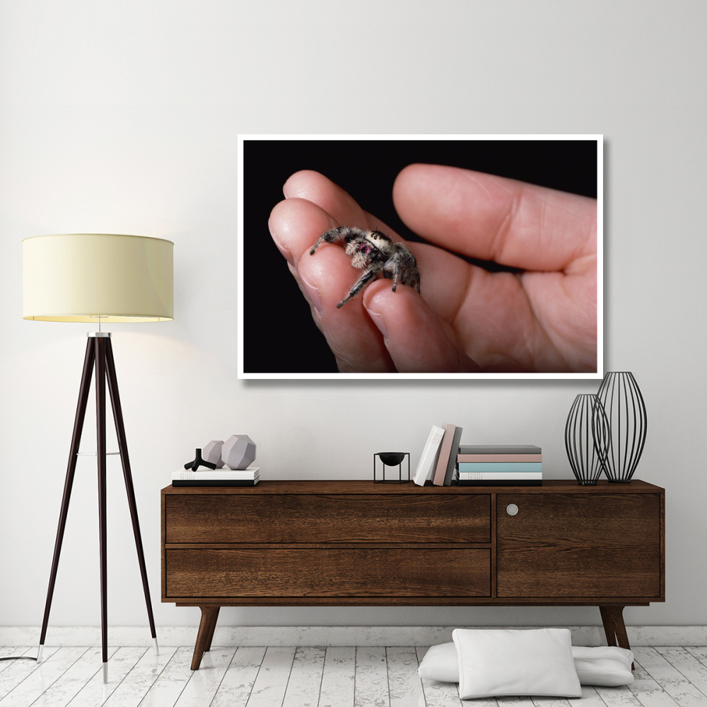 Jumping Spider held in human hand, Florida-Paper Art-62&quotx42"