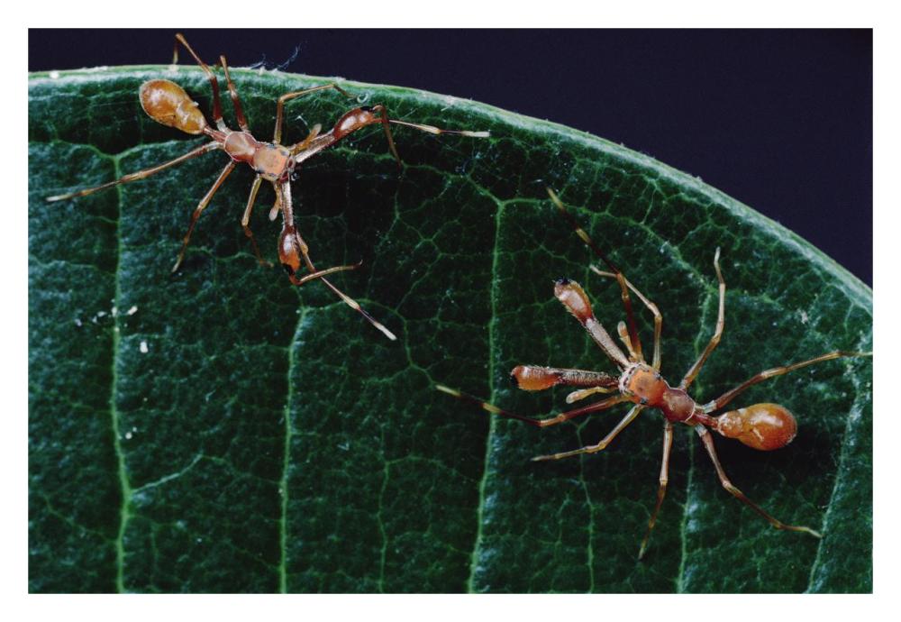 Kerengga Ant-like Jumper males fighting, Sri Lanka-Paper Art-32"x22"