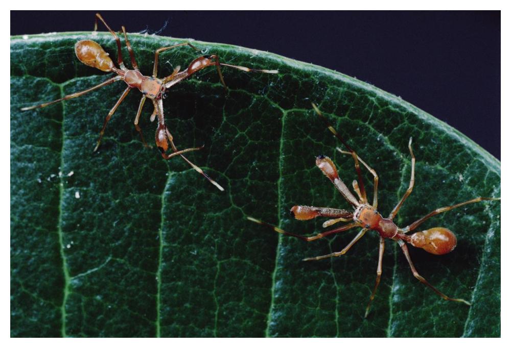 Kerengga Ant-like Jumper males fighting, Sri Lanka-Paper Art-50"x34"