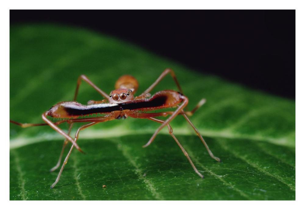 Kerengga Ant-like Jumper males fighting, Sri Lanka-Paper Art-32"x22"