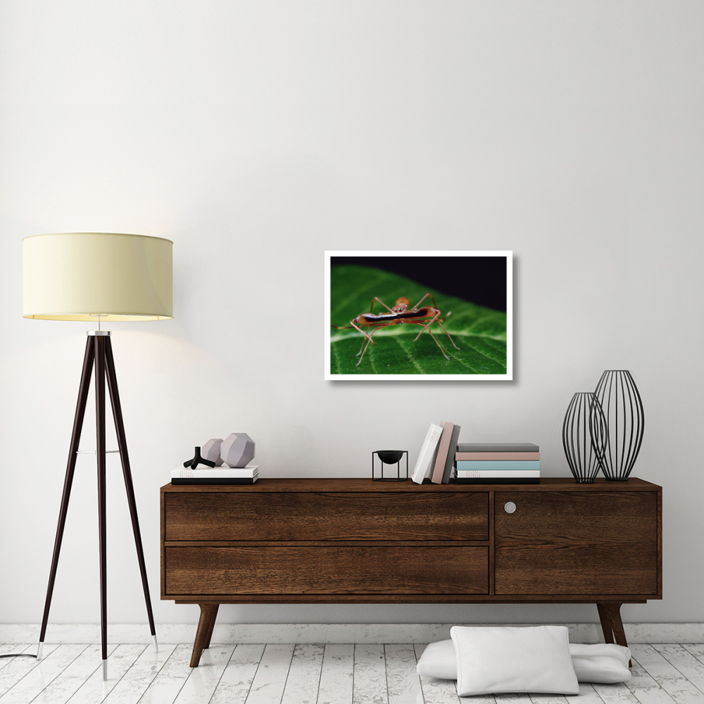 Kerengga Ant-like Jumper males fighting, Sri Lanka-Paper Art-32&quotx22"
