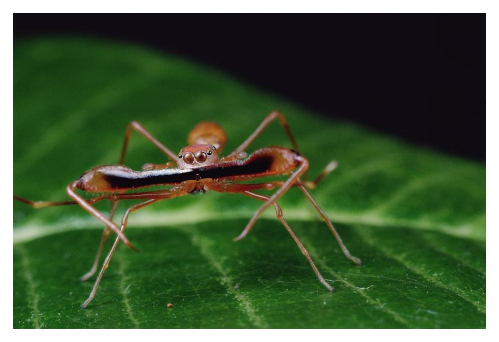 Kerengga Ant-like Jumper males fighting, Sri Lanka-Paper Art-38"x26"