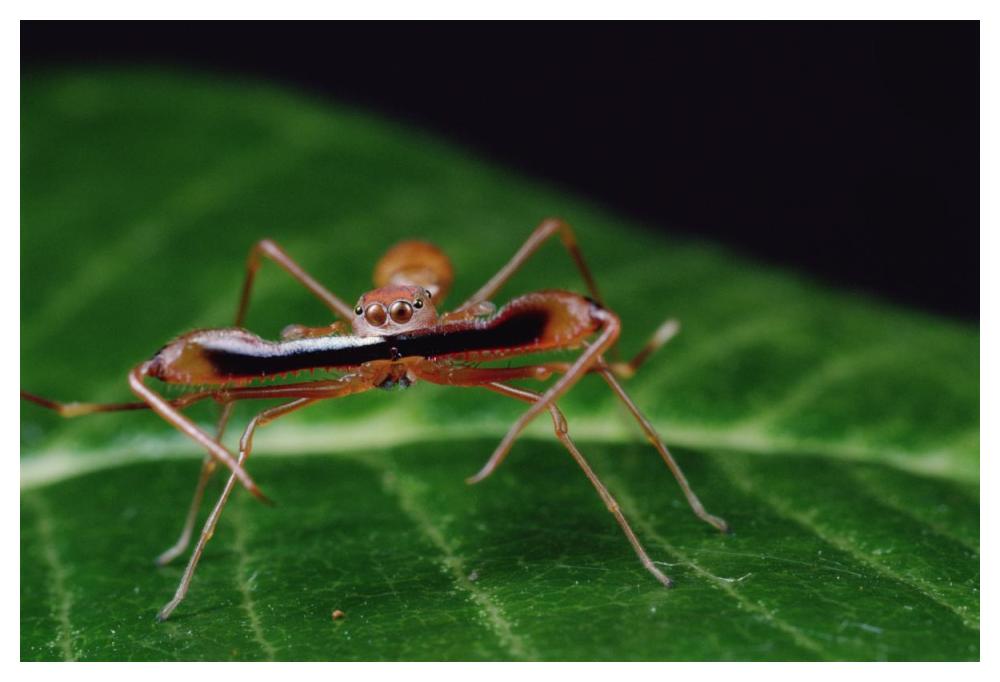 Kerengga Ant-like Jumper males fighting, Sri Lanka-Paper Art-50"x34"