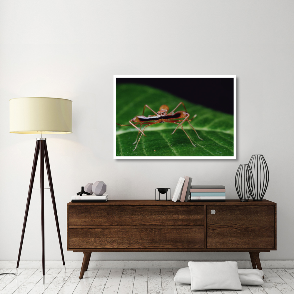 Kerengga Ant-like Jumper males fighting, Sri Lanka-Paper Art-50&quotx34"