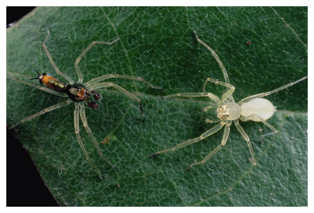 Jumping Spider colorful male and pale female courting, Sri Lanka-Paper Art-50"x34"