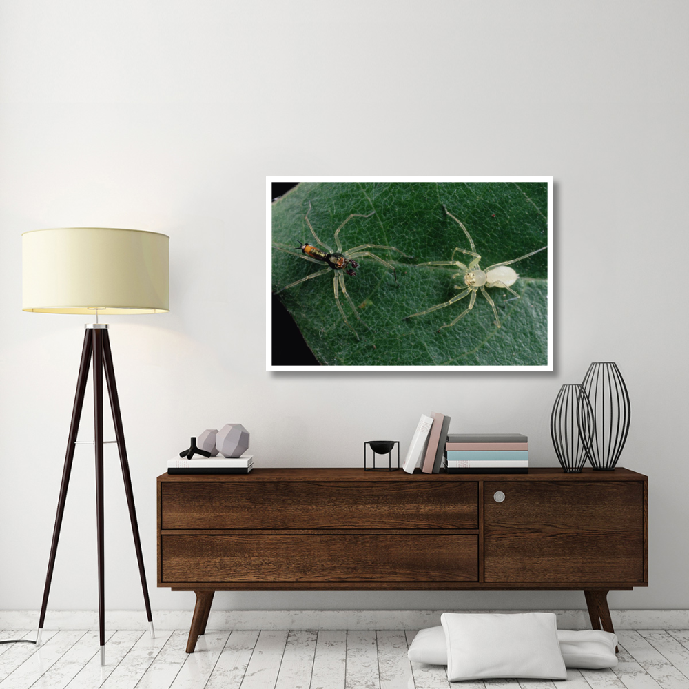Jumping Spider colorful male and pale female courting, Sri Lanka-Paper Art-50&quotx34"