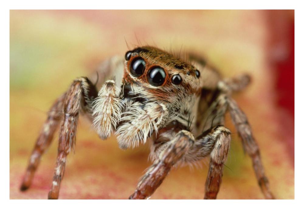 Jumping Spider portrait, Reunion-Paper Art-32"x22"