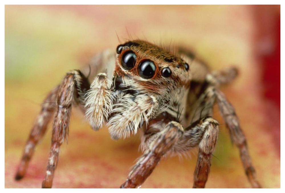 Jumping Spider portrait, Reunion-Paper Art-62"x42"