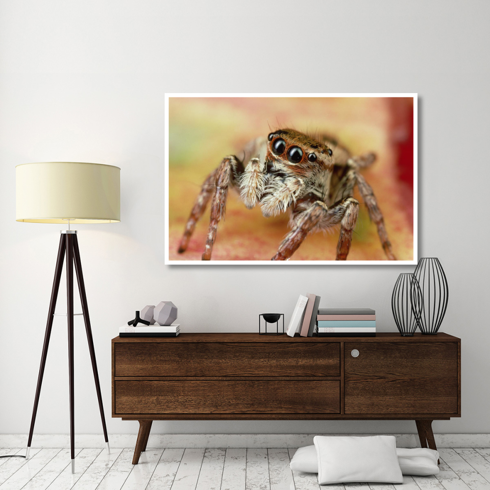 Jumping Spider portrait, Reunion-Paper Art-62&quotx42"