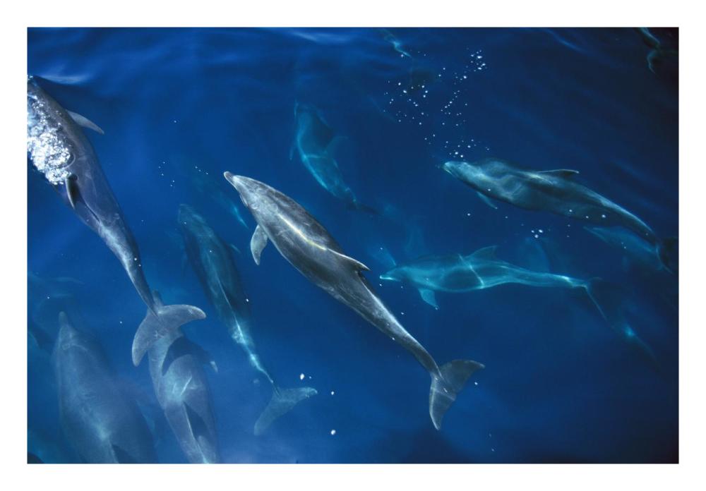 Bottlenose Dolphin pod, Galapagos Islands, Ecuador-Paper Art-26"x18"