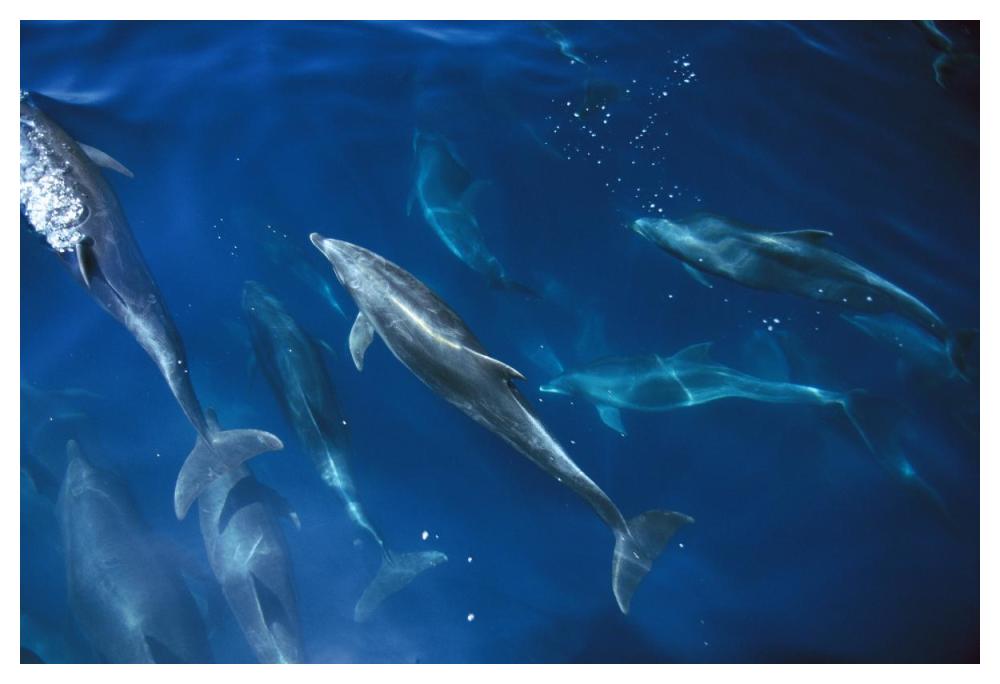Bottlenose Dolphin pod, Galapagos Islands, Ecuador-Paper Art-50"x34"