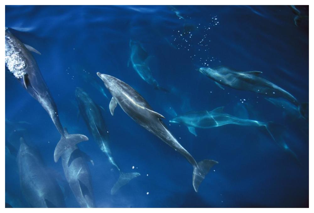 Bottlenose Dolphin pod, Galapagos Islands, Ecuador-Paper Art-62"x42"