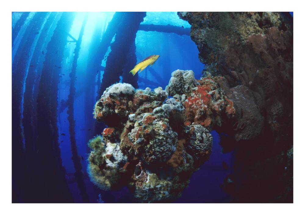 Coral growing on oil rig, Flower Garden Banks NMS, Texas-Paper Art-26"x18"