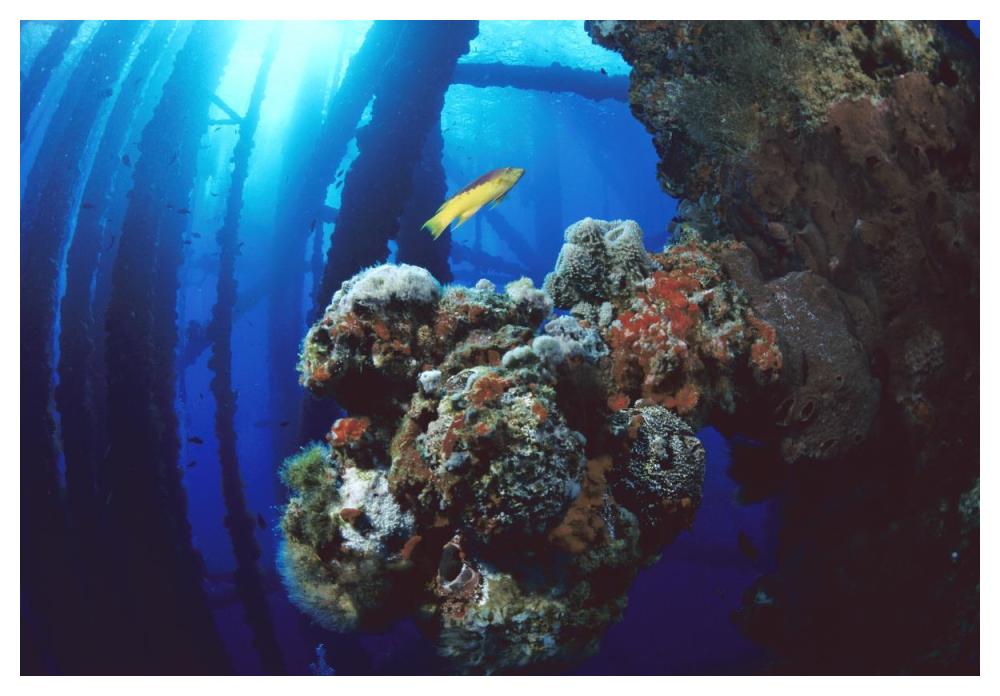 Coral growing on oil rig, Flower Garden Banks NMS, Texas-Paper Art-50"x34"