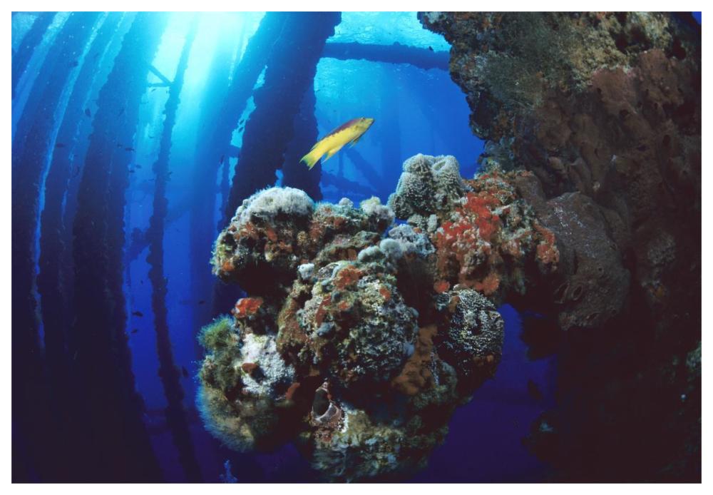 Coral growing on oil rig, Flower Garden Banks NMS, Texas-Paper Art-62"x42"