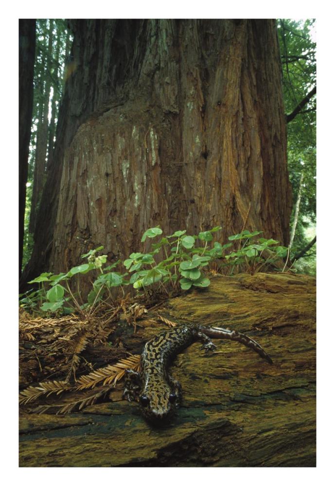 Pacific Giant Salamander in redwood forest, Santa Cruz, California-Paper Art-18"x26"