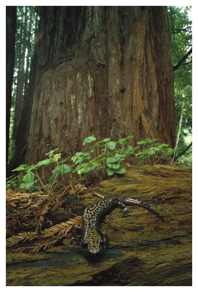 Pacific Giant Salamander in redwood forest, Santa Cruz, California-Paper Art-34"x50"