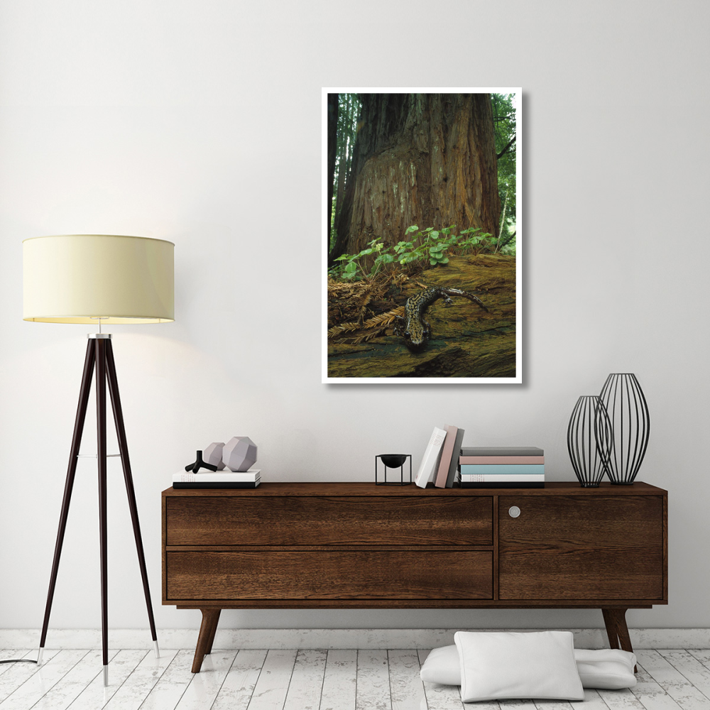 Pacific Giant Salamander in redwood forest, Santa Cruz, California-Paper Art-34&quotx50"