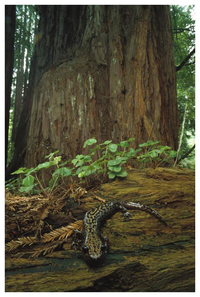 Pacific Giant Salamander in redwood forest, Santa Cruz, California-Paper Art-42"x62"