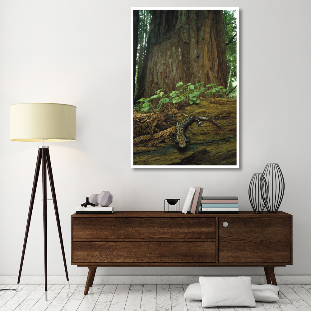 Pacific Giant Salamander in redwood forest, Santa Cruz, California-Paper Art-42&quotx62"