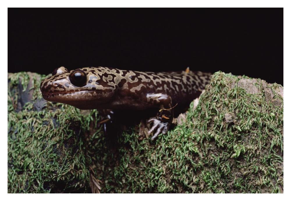 Pacific Giant Salamander on mossy rock, central California-Paper Art-20"x14"