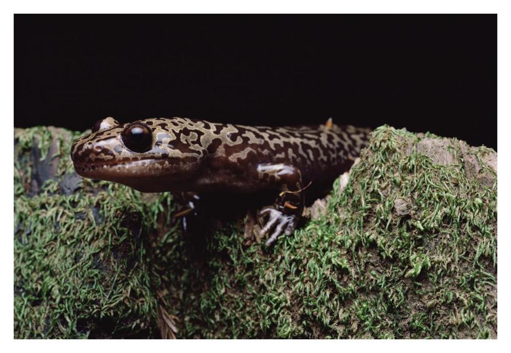 Pacific Giant Salamander on mossy rock, central California-Paper Art-38"x26"