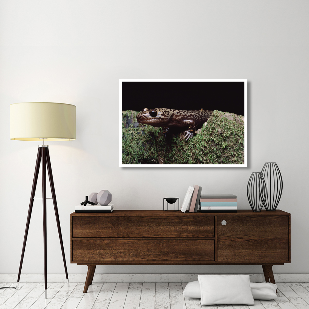 Pacific Giant Salamander on mossy rock, central California-Paper Art-50&quotx34"
