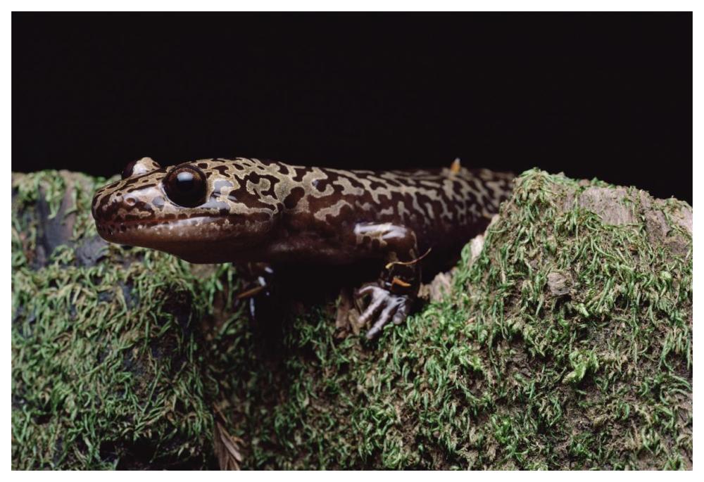 Pacific Giant Salamander on mossy rock, central California-Paper Art-62"x42"