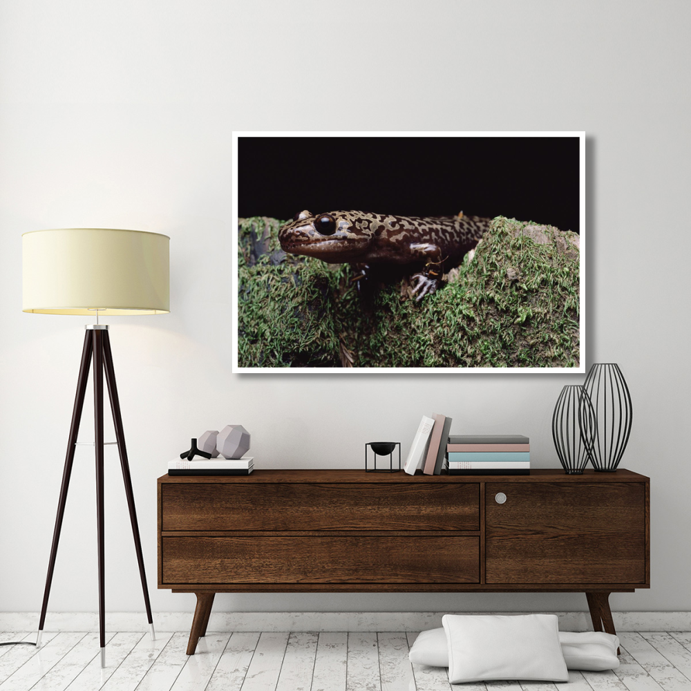 Pacific Giant Salamander on mossy rock, central California-Paper Art-62&quotx42"