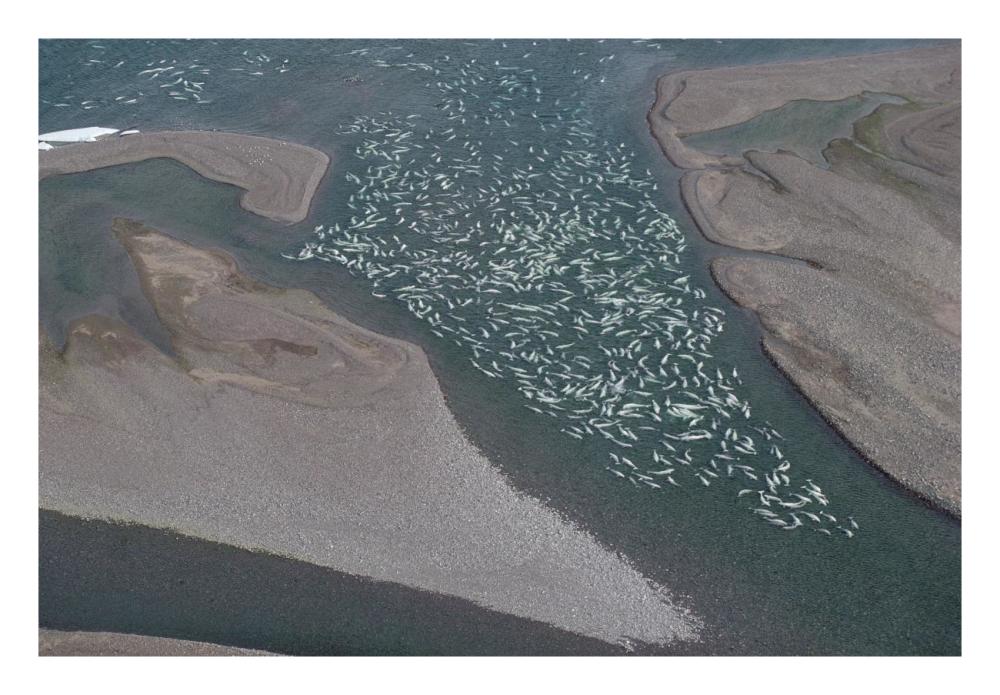 Beluga whale, hundreds swim and molt in freshwater shallows, NWT, Canada-Paper Art-26"x18"