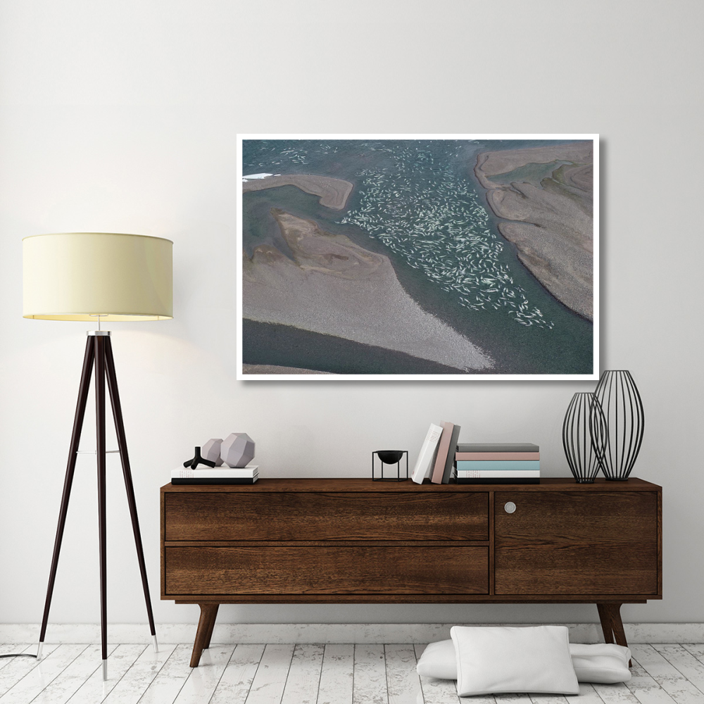 Beluga whale, hundreds swim and molt in freshwater shallows, NWT, Canada-Paper Art-62&quotx42"