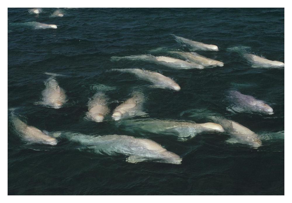 Beluga whale, group surfacing, Cunningham Inlet, NWT, Canada-Paper Art-20"x14"