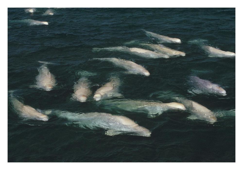 Beluga whale, group surfacing, Cunningham Inlet, NWT, Canada-Paper Art-32"x22"
