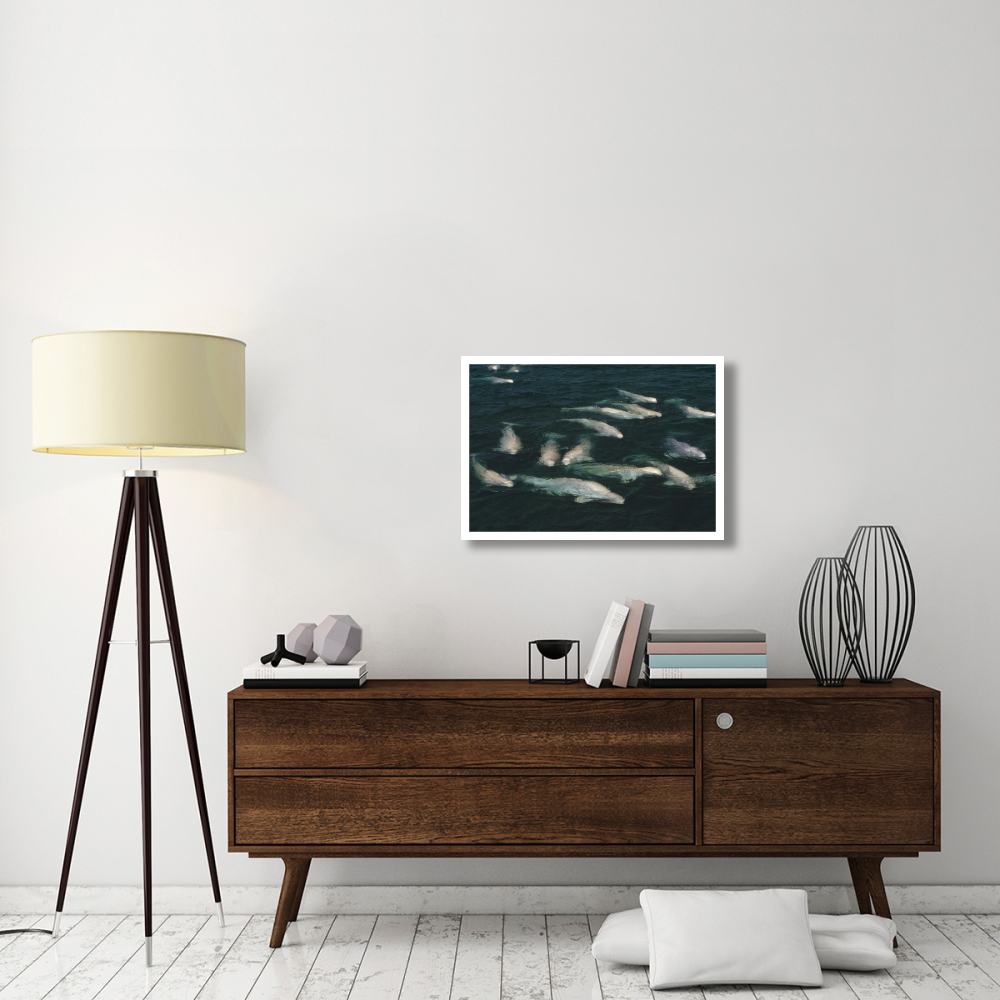 Beluga whale, group surfacing, Cunningham Inlet, NWT, Canada-Paper Art-32&quotx22"
