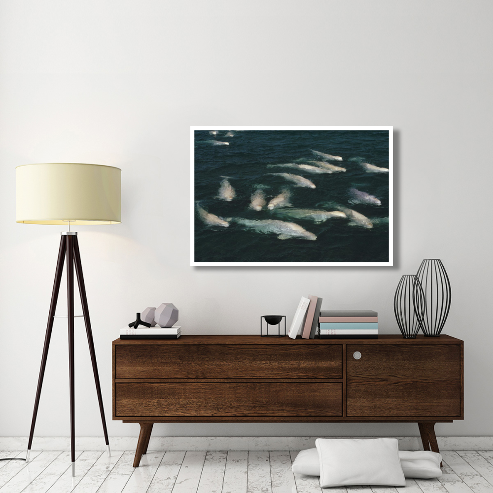Beluga whale, group surfacing, Cunningham Inlet, NWT, Canada-Paper Art-50&quotx34"