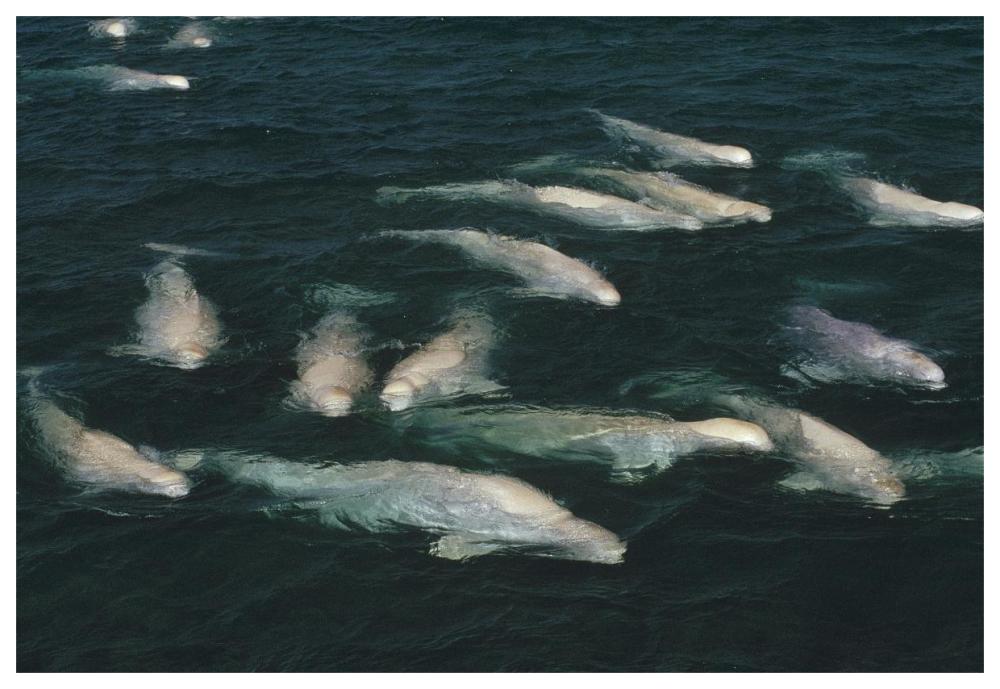 Beluga whale, group surfacing, Cunningham Inlet, NWT, Canada-Paper Art-62"x42"