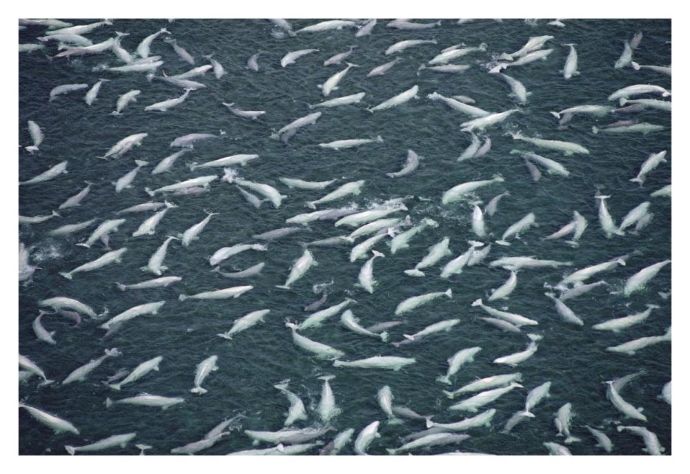Beluga whale, hundreds swim and molt in freshwater shallows, NWT, Canada-Paper Art-38"x26"