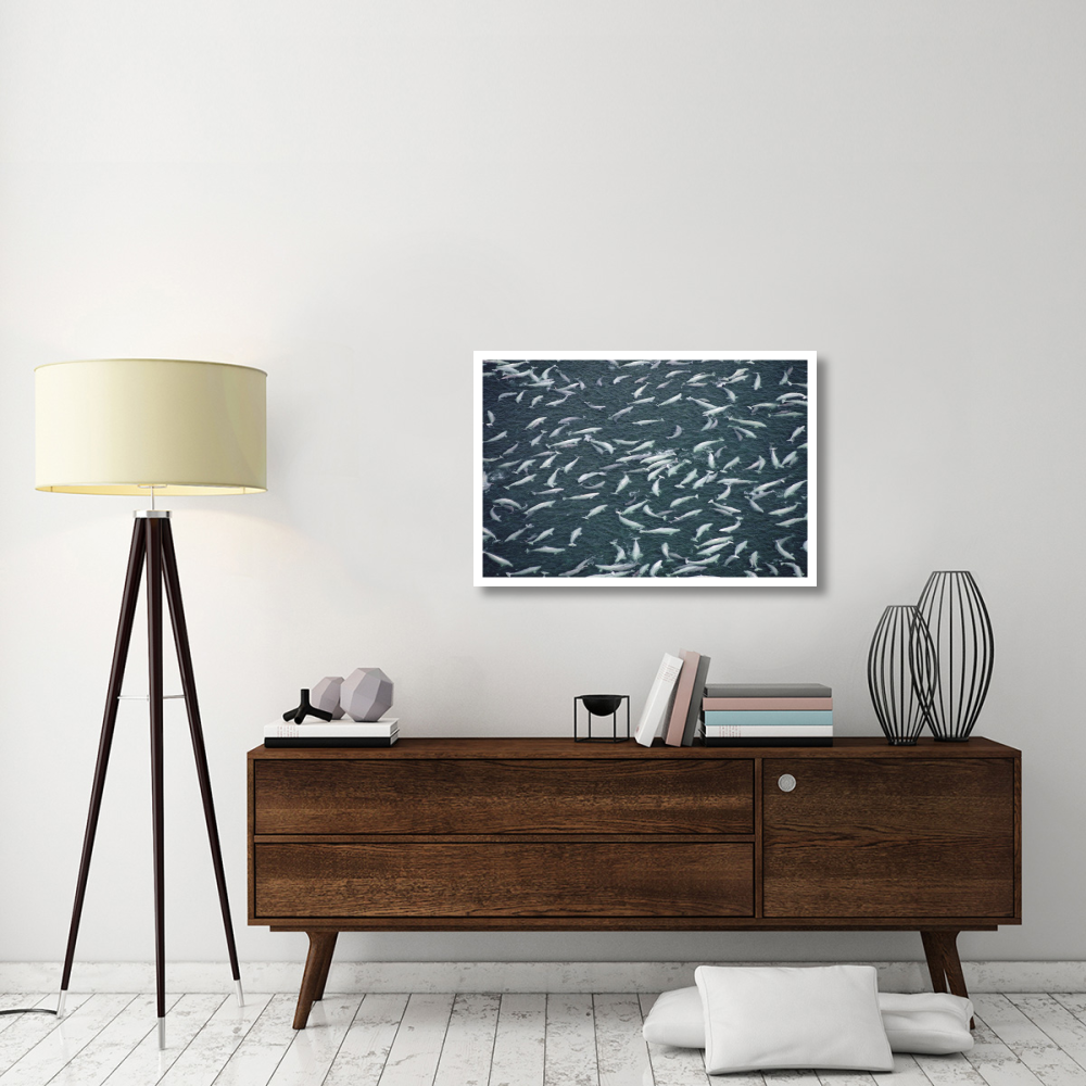 Beluga whale, hundreds swim and molt in freshwater shallows, NWT, Canada-Paper Art-38&quotx26"