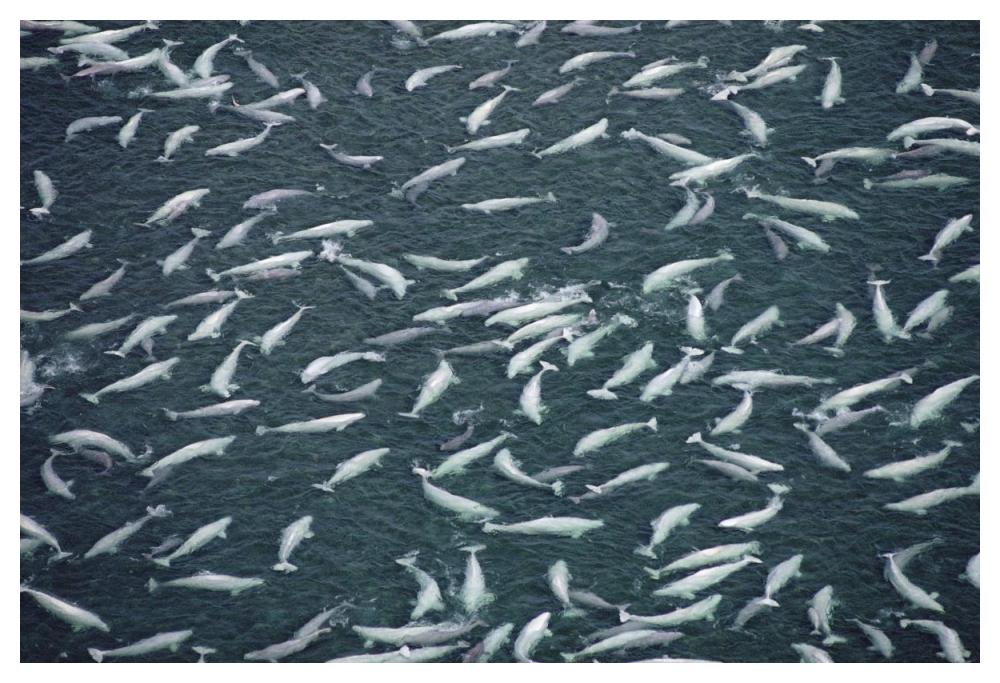 Beluga whale, hundreds swim and molt in freshwater shallows, NWT, Canada-Paper Art-50"x34"