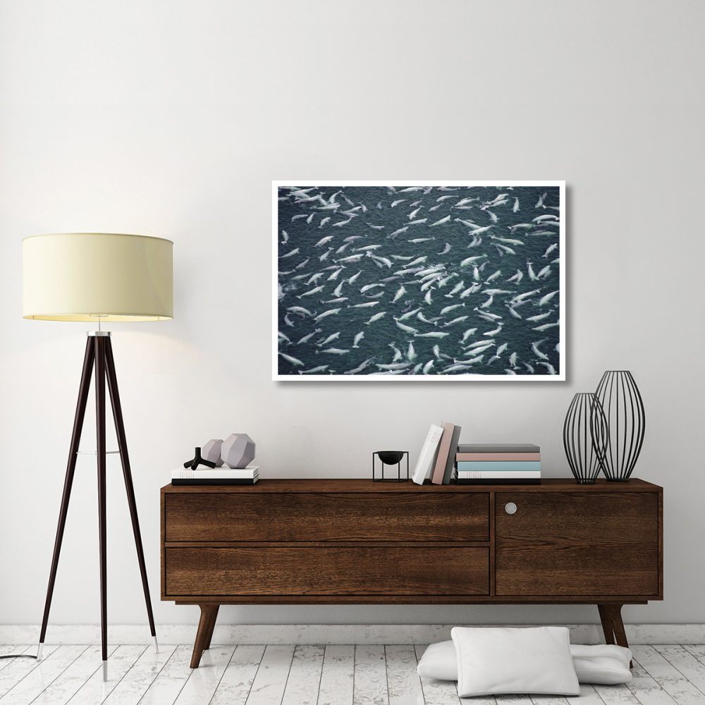 Beluga whale, hundreds swim and molt in freshwater shallows, NWT, Canada-Paper Art-50&quotx34"