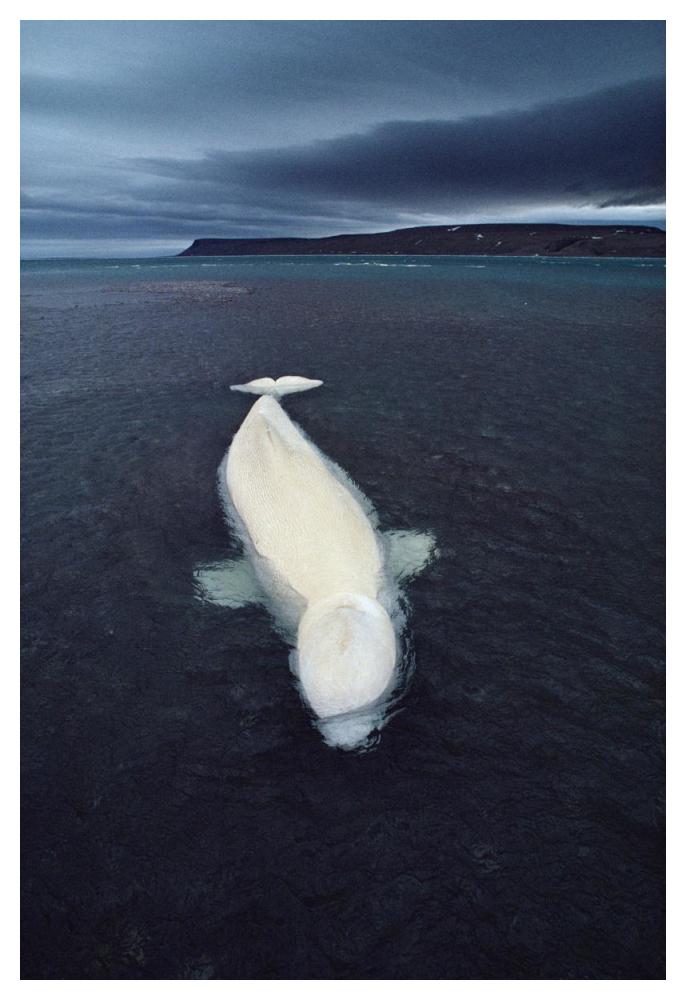 Beluga whale stranded at low tide, Somerset Island, Nunavut, Canada-Paper Art-34"x50"