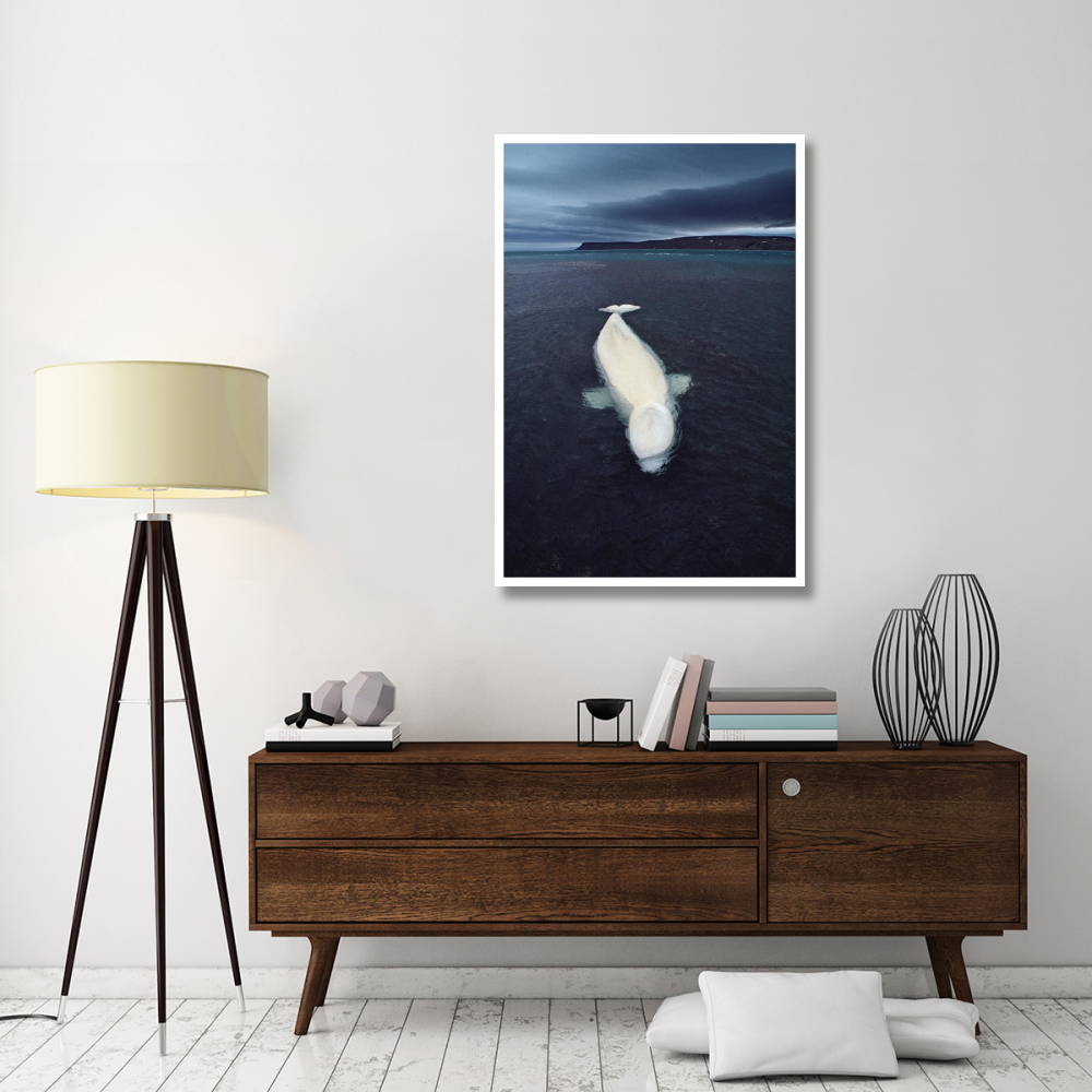 Beluga whale stranded at low tide, Somerset Island, Nunavut, Canada-Paper Art-34&quotx50"