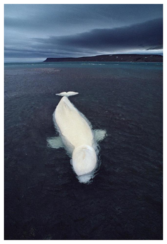 Beluga whale stranded at low tide, Somerset Island, Nunavut, Canada-Paper Art-42"x62"