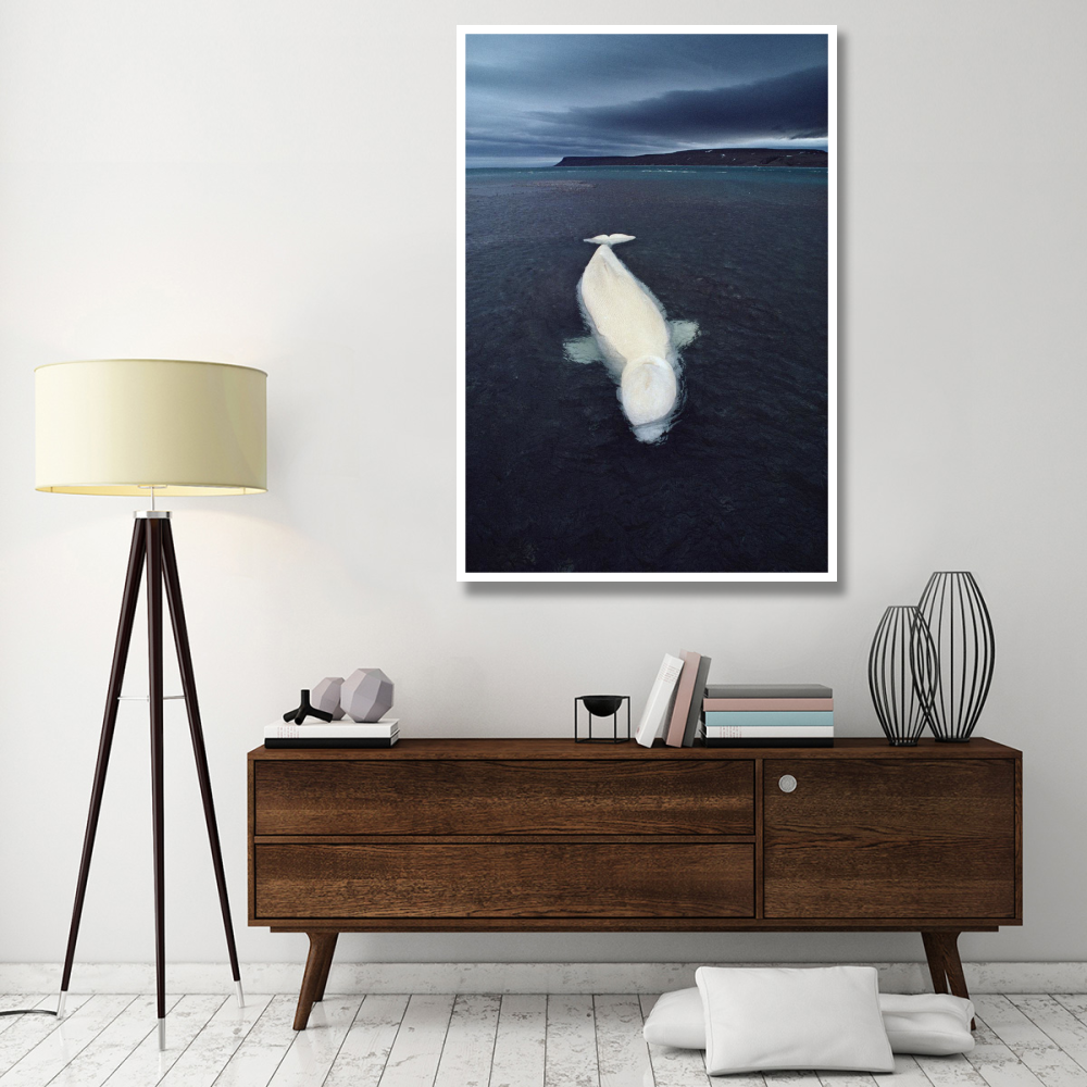 Beluga whale stranded at low tide, Somerset Island, Nunavut, Canada-Paper Art-42&quotx62"