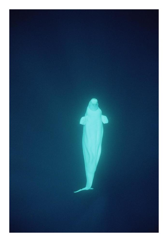 Beluga whale at 200 feet, NWT, Canada-Paper Art-18"x26"