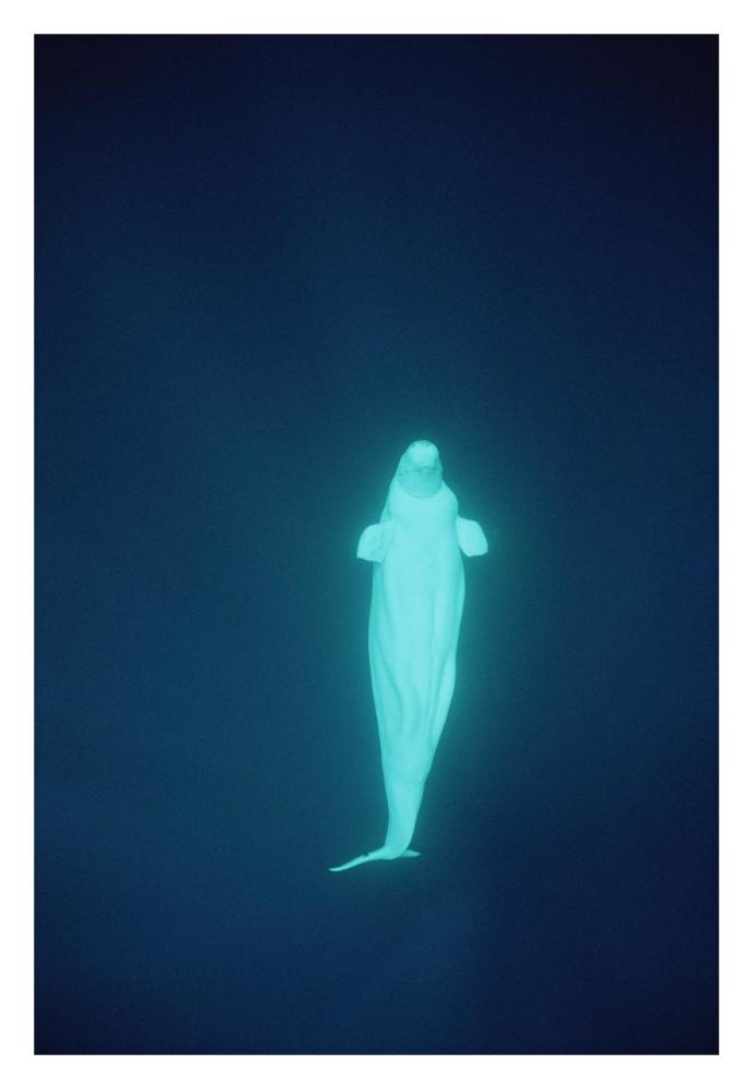 Beluga whale at 200 feet, NWT, Canada-Paper Art-22"x32"