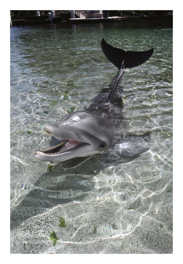 Dusky Dolphin pair surfacing, New Zealand-Paper Art-18"x26"