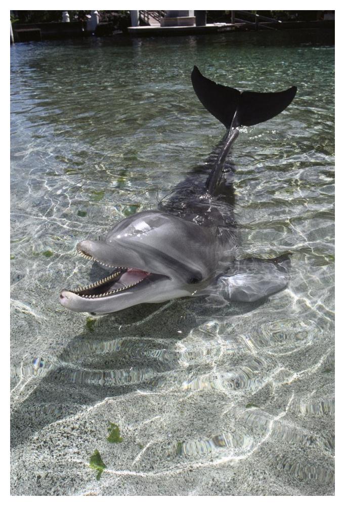 Dusky Dolphin pair surfacing, New Zealand-Paper Art-34"x50"