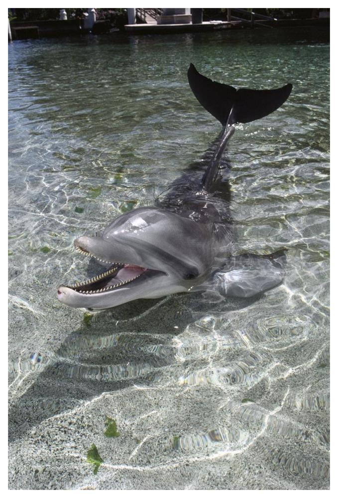 Dusky Dolphin pair surfacing, New Zealand-Paper Art-42"x62"